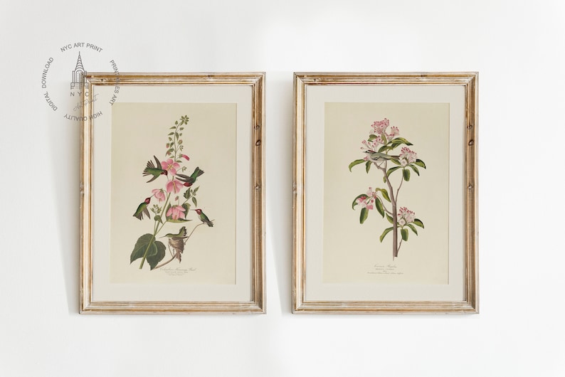 (left) - Columbian humming bird (1827–1838)
- Cuvier’s regulus (1827–1838)