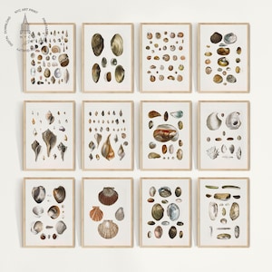 Puede incluir: Doce impresiones artísticas enmarcadas con ilustraciones detalladas de varias conchas marinas en tonos marrones, beige y blancos. Las impresiones están dispuestas en un patrón de cuadrícula sobre un fondo blanco, con un logotipo de NYC Art Print en la esquina superior izquierda.