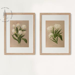 Puede incluir: Dos estampados bot&aacute;nicos enmarcados que muestran flores blancas con hojas verdes sobre un fondo beige. Las impresiones est&aacute;n en marcos de madera simples.