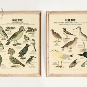 Set of 2 Vintage Birds Prints, Different Types of Birds Prints, Audubon Bird Print, Bird Wall Art, OISEAUX EXOTIC Birds Chart French Poster