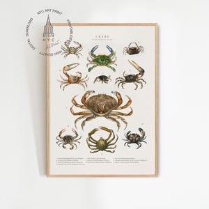 Crabs Print, Crab Wall Art, Atlantic Crabs Poster, Sea Crab Print, Blue Crab Painting, Ocean Animals Print, Crab Nursery Art, Sea Life Decor