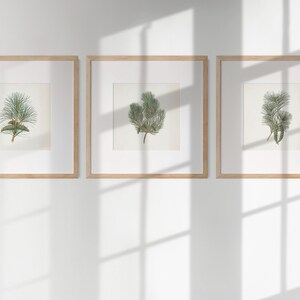 May include: Three framed botanical prints featuring detailed illustrations of pine branches. Each print is set in a light wood frame and mounted on a white background. The prints are displayed on a white wall, with shadows cast across the surface.