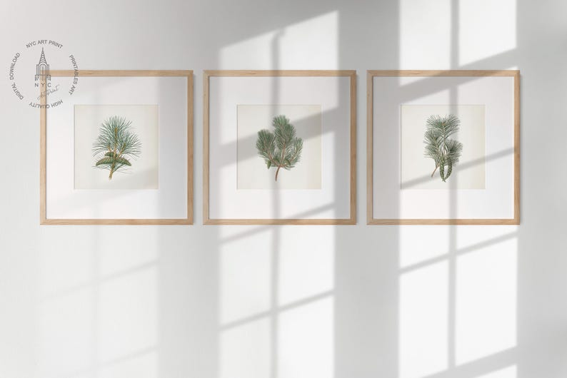 May include: Three framed botanical prints featuring detailed illustrations of pine branches. Each print is set in a light wood frame and mounted on a white background. The prints are displayed on a white wall, with shadows cast across the surface.