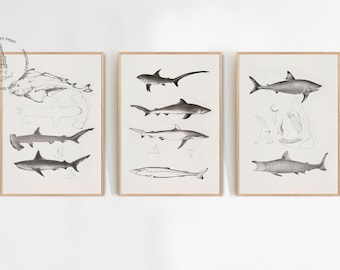 Vintage Shark Print Set of 3, Nautical Ocean Wall Art (Digital Download)