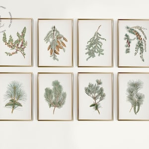 Antique Pine Cone Print | Holiday Botanical Wall Art | Winter Farmhouse Printable Art | Pine Branch Print | Country Christmas Wall Decor