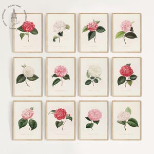 Vintage Camellia Prints Gallery Wall Set of 12, Camellia Wall Art, Japanese Camellia Flower, Camellia Japonica Print, Botanical Prints