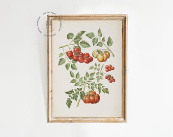May include: A vintage botanical illustration of a tomato plant with red and yellow tomatoes. The illustration is framed in a light wood frame.