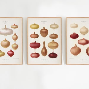 Set of 3 Vintage Onion Print, Red Onion Art, Vegetable Print, Food Chart, Kitchen Wall Art, Onion Poster, Kitchen Decor