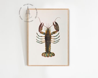 Vintage Lobster Print: American Lobster Illustration (Digital Download)