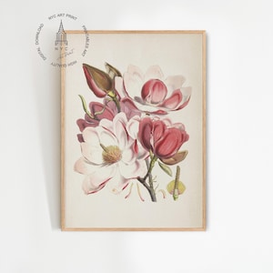 May include: A vintage botanical illustration of pink and white magnolia flowers with green leaves and stems. The illustration is on a white background.