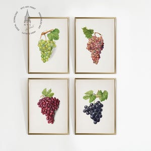 May include: Set of four printable art prints featuring watercolor illustrations of grapes. Each print shows a different variety of grapes, including green, pink, and purple grapes.