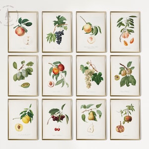 Vintage Kitchen Gallery Wall Set of 12 , Fruit Painting, Antique Fruit Prints, Farmhouse Kitchen Decor, Study of Fruit by Giorgio Gallesio