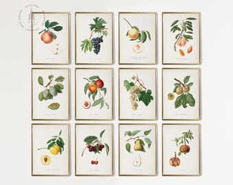 Vintage Kitchen Gallery Wall Set of 12 , Fruit Painting, Antique Fruit Prints, Farmhouse Kitchen Decor, Study of Fruit by Giorgio Gallesio