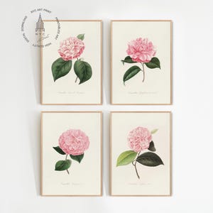 Set of 4 Vintage Camellia Prints, Pink Camellia Wall Art, Japanese Camellia Flower, Camellia Japonica Print, Camellia Art, Botanical Prints