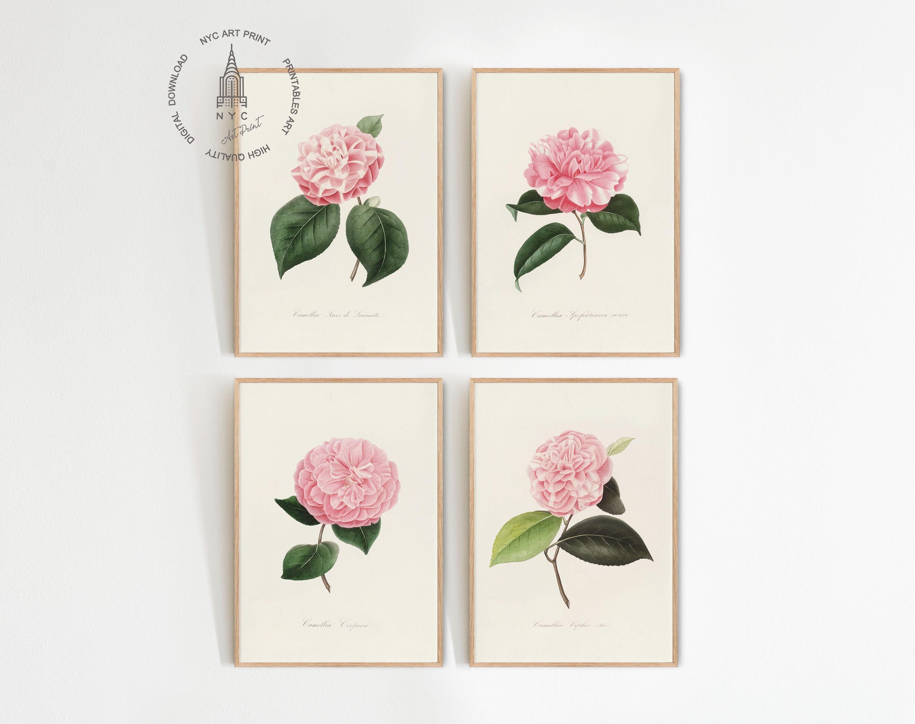 Set of 4 Vintage Camellia Prints, Pink Camellia Wall Art, Japanese
