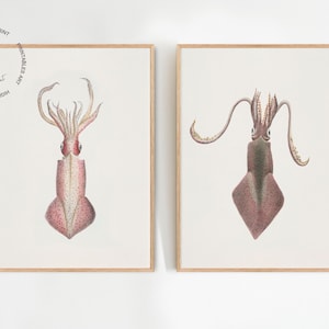 Set of 2 Squid Print, Vintage Squid Painting, Coastal Wall Decor, Squid Poster, Squid Wall Art Print, Marine Life Art, Kids Room Wall Art