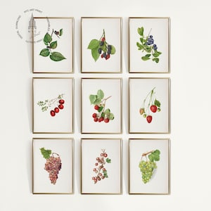 Vintage Kitchen Gallery Wall Set of 9, Berry Prints, Fruit Painting, Antique Fruit Prints, Farmhouse Kitchen Decor, Berry Wall Art