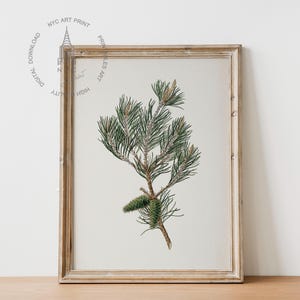 May include: Framed botanical print featuring a detailed illustration of a pine branch with green needles and a cone. The artwork is set against a neutral background and framed in a rustic, light-colored wooden frame. The print is labeled "NYC ART PRINT".