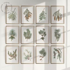 Natural Christmas Prints | Set of 12 Vintage Fir Pine Wall Artworks | Vintage Forest Art | Digital Download | winter farmhouse wall art