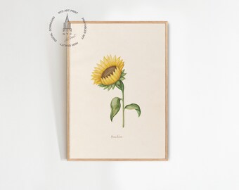 Vintage Sunflower Art Print: Antique Floral Watercolor (Digital Download)