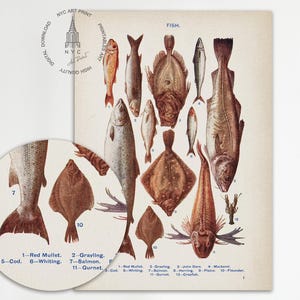 May include: A vintage illustration of various types of fish, including cod, salmon, grayling, and whiting. The fish are depicted in a realistic style with detailed scales and fins. The illustration is labeled with the names of each fish and is titled "Fish."