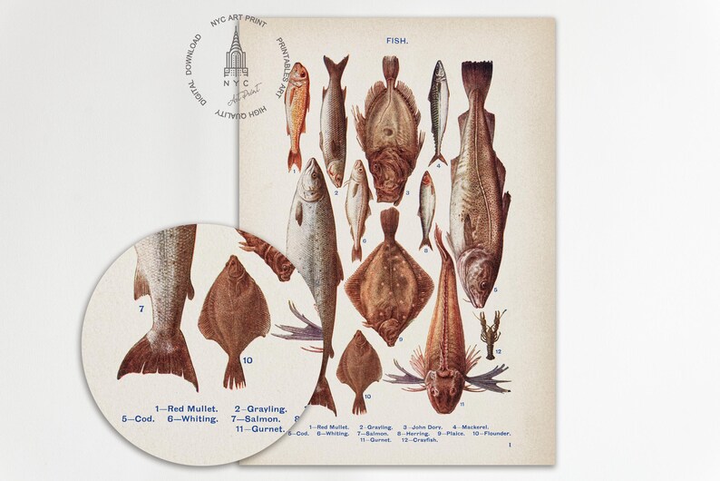 May include: A vintage illustration of various types of fish, including cod, salmon, grayling, and whiting. The fish are depicted in a realistic style with detailed scales and fins. The illustration is labeled with the names of each fish and is titled "Fish."