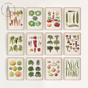 May include: Twelve framed botanical prints displaying detailed illustrations of various vegetables. The prints feature carrots, cabbage, tomatoes, cucumbers, peas, peppers, pumpkins, and other vegetables, in a vintage style with a neutral background.