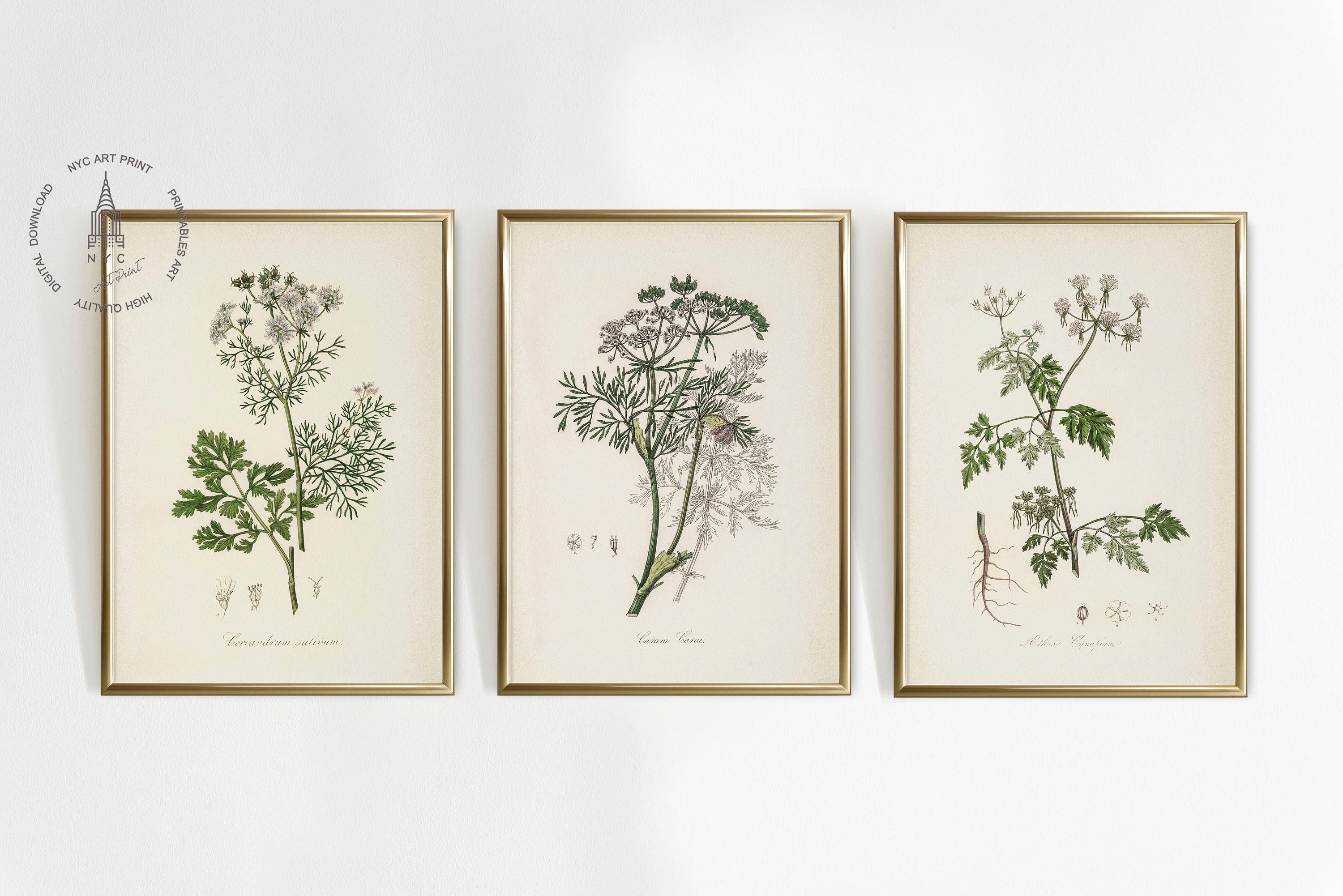 Vintage Kitchen Herbs Gallery Wall Set of 12, Botanical Prints, Herbs ...