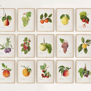 Vintage Kitchen Gallery Wall Set of 15 , Fruit Painting, Antique Fruit Prints, Farmhouse Kitchen Decor, French Fruit Art Prints, F04