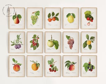 Vintage Kitchen Gallery Wall Set of 15 , Fruit Painting, Antique Fruit Prints, Farmhouse Kitchen Decor, French Fruit Art Prints, F04