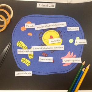 Animal Cell Diagram, Matching Activity (10pc), Homeschool Materials, Montessori, Biology activity, Structure of a Cell, Velcro matching game