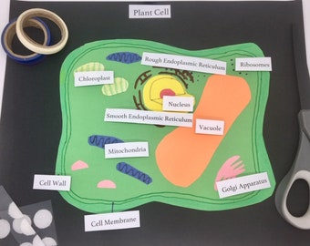 Diagramma della cellula vegetale con pezzi staccabili (10 pezzi), Attività di abbinamento, Scuola a casa, Montessori, Attività di biologia, Struttura di una cellula, Velcro