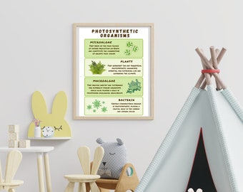 Photosynthetic Organisms Poster,Educational Print, Photosynthesis Poster, Montessori, Homeschool Decor, Classroom Decor, DIGITAL DOWNLOAD