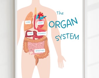The Organ System Poster, Anatomy Poster, Classroom Poster, organs of the body, Bodily Systems poster, DIGITAL DOWNLOAD