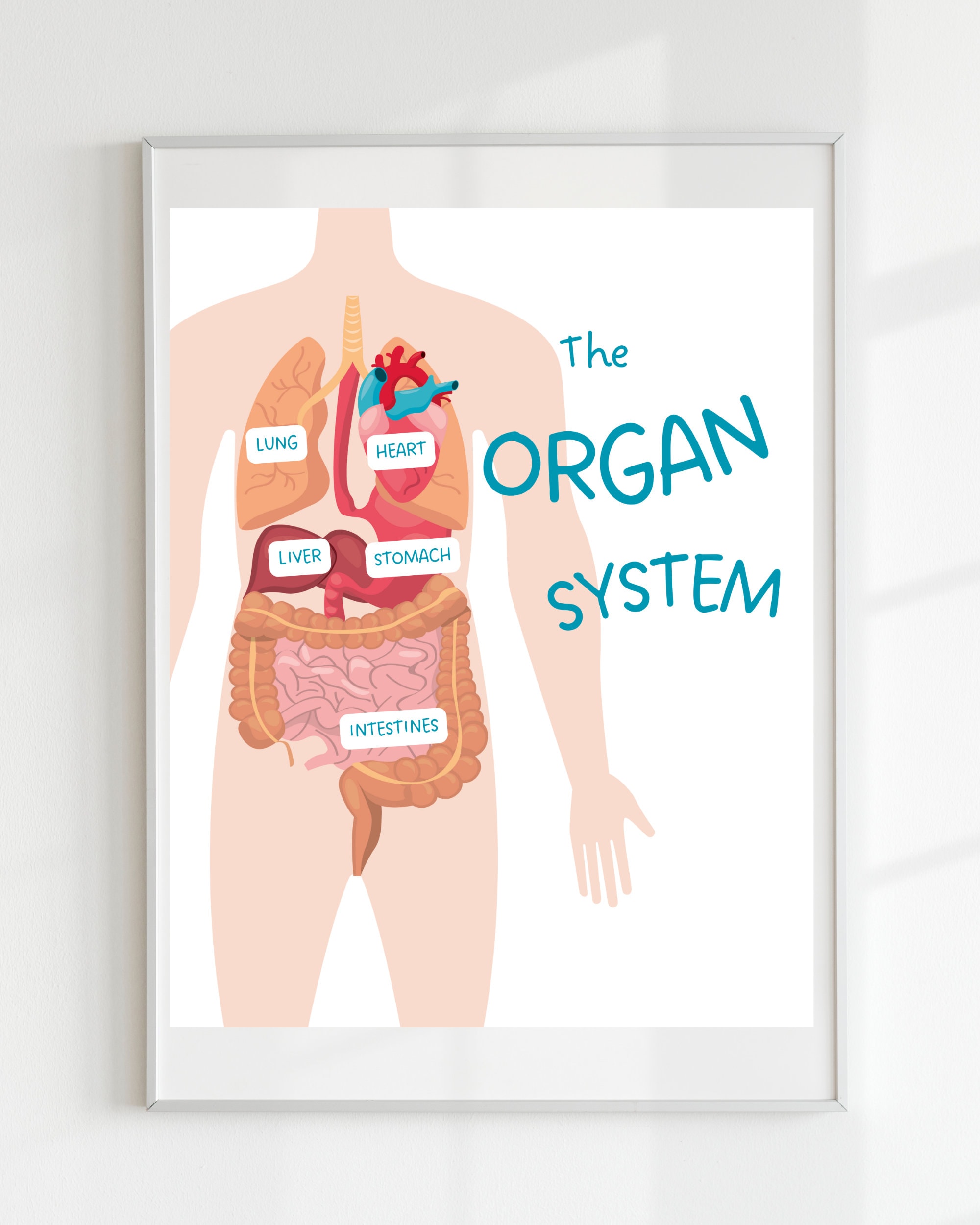 Menselijke Lichaamssystemen Voor De Middelbare School