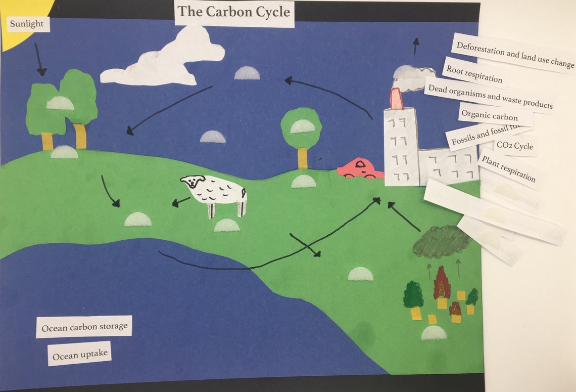 Blank Carbon Cycle Diagram