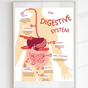 The Digestive System Poster, Anatomy Poster, Classroom Poster, organs of the body, Bodily Systems poster, DIGITAL DOWNLOAD