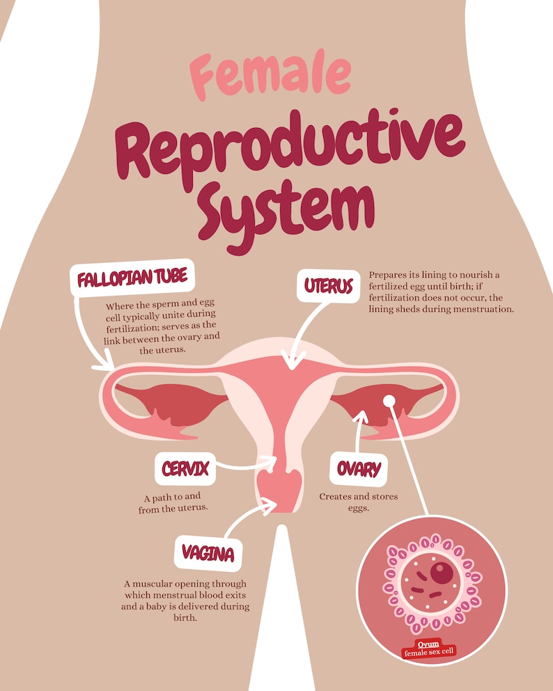 Sexual Reproduction Organs The Reproductive System Poster, Female Reproduction, Anatomy Poster ...