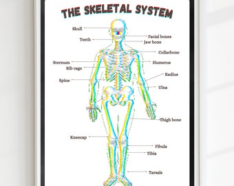 The Skeletal System Poster, Anatomy Poster, Educational Print, Classroom Poster, Anatomy Print, DIGITAL DOWNLOAD