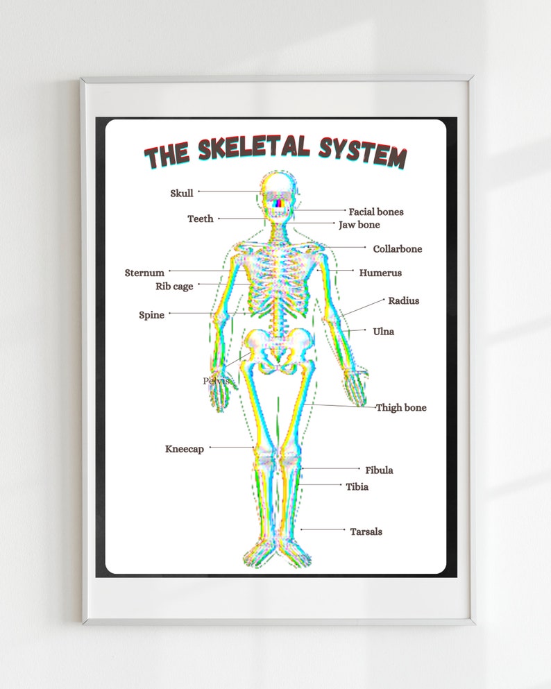 The Skeletal System Poster, Anatomy Poster, Educational Print ...