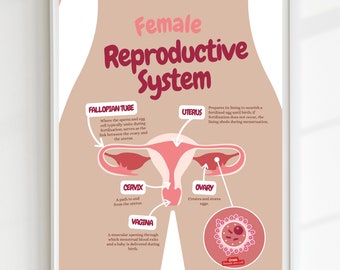 The Reproductive System Poster, Female Reproduction, Anatomy Poster, Classroom Poster, reproductive organs, DIGITAL DOWNLOAD