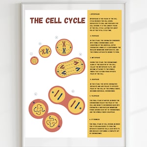 Cell Cycle Poster, Cell Phases, Biology Poster, Biology Printable, Classroom Poster, DIGITAL DOWNLOAD