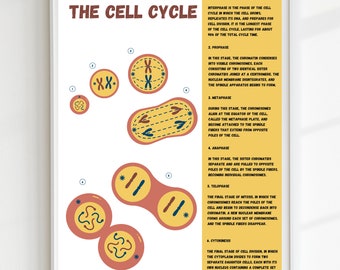 Cell Cycle Poster, Cell Phases, Biology Poster, Biology Printable, Classroom Poster, DIGITAL DOWNLOAD