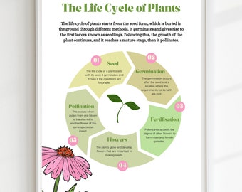 Plant Life Cycle Poster,Educational Print, Biology PosterPrintable Wall Art, Montessori, Homeschool Decor, Classroom Decor, DIGITAL DOWNLOAD