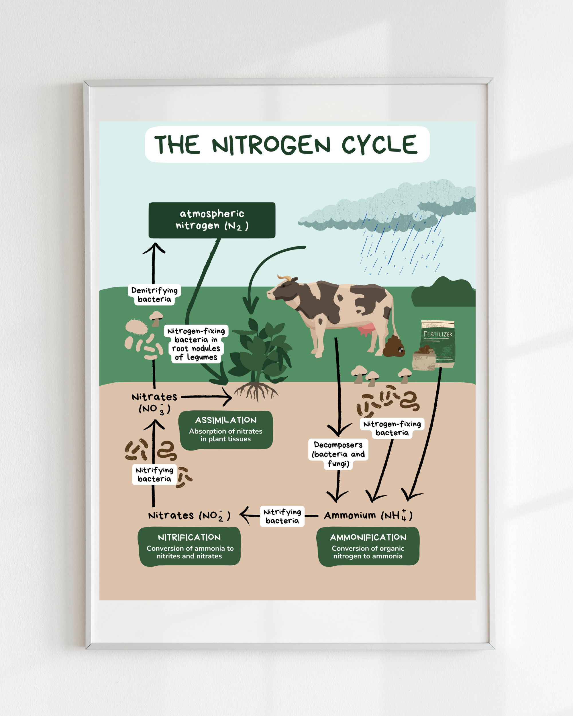 Nitrogen Cycle Mystery Solved!  Understanding The Key Pathways. - izy02kh