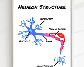 Neuron Poster,Educational Print, Printable Wall Art, Montessori, Homeschool Decor, Classroom Decor, DIGITAL DOWNLOAD