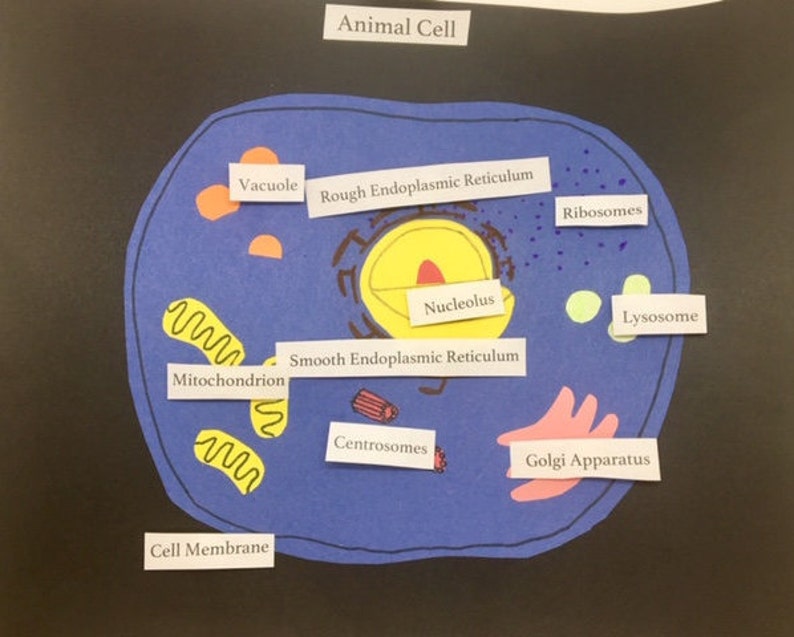 Animal Cell Diagram, Matching Activity 10pc, Homeschool Materials