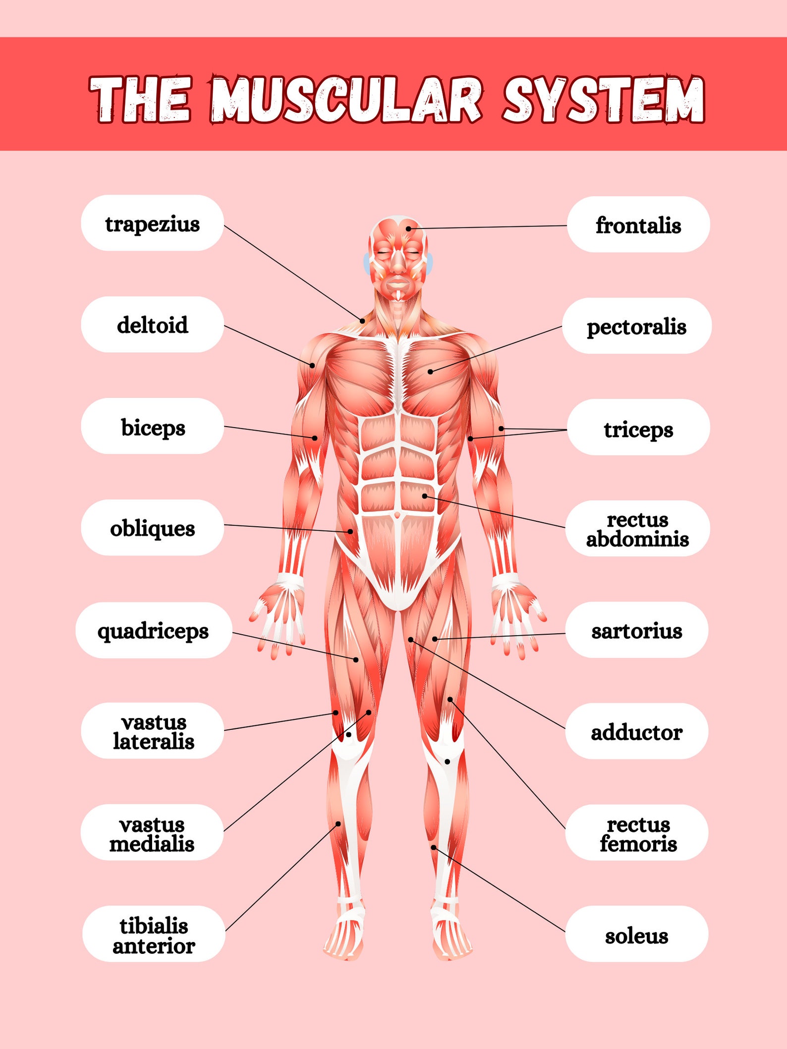 Muscls System The Muscular System Poster, Anatomy Poster, Classroom Poster, Muscles ...