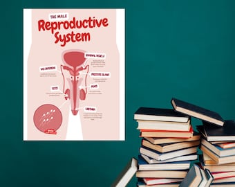 The Reproductive System Poster, Male Reproduction, Anatomy Poster, Classroom Poster, reproductive organs, DIGITAL DOWNLOAD
