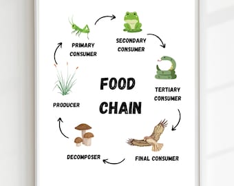 Food Chain Poster,Educational Print, Classroom Poster, Anatomy Print, DIGITAL DOWNLOAD